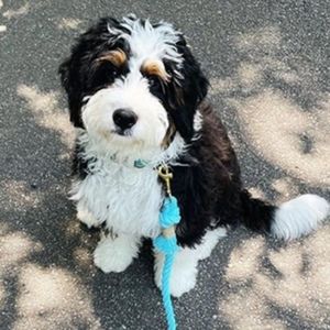 Meet your Posher, Posh